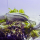 Gloomy octopus of Octlantis.